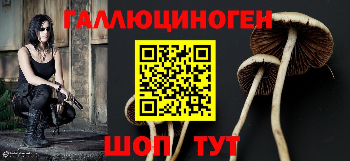 Галлюциногенные грибы Psilocybine cubensis Унеча